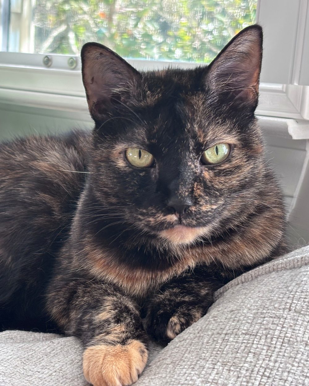 A tortoiseshell cat with green eyes resting on a cushion by a sunny window
